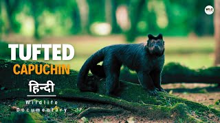 Tufted Capuchin  हिन्दी डॉक्यूमेंट्री  Wildlife documentary in Hindi [upl. by Rhtaeh]