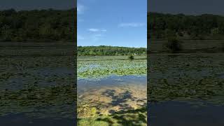 Marsh lake France Park IN Nativelady84 God Meditation Vlog Nature lover Beauty Water [upl. by Oria]