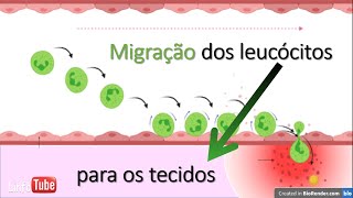 Migração de leucócitos para instauração da inflamação [upl. by Elwina]