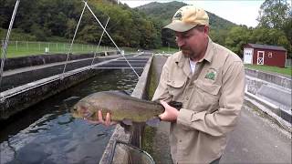 Raising Trout in Virginia  Episode 1 [upl. by Tocci]