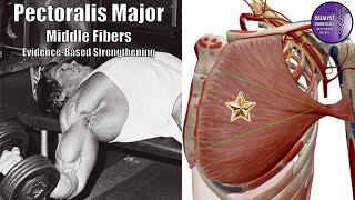 Pectoralis Major Part 2  Middle Fibers  Strengthening Best Practices [upl. by Ninnette]