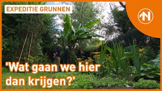 Een metershoge bananenplant in Glimmen  RTV Noord [upl. by Abigale]