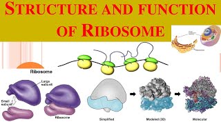 Ribosomes  Ribosome structure  functions of Ribosomes [upl. by Eitra]