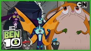 Ben 10  Top Stinkfly Moments Hindi  Cartoon Network [upl. by Nimref633]