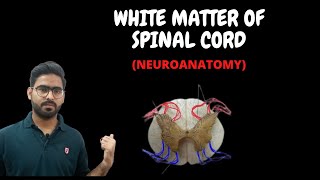 WHITE MATTER OF SPINAL CORD  SPINAL CORD NEUROANATOMY 6 [upl. by Enom]