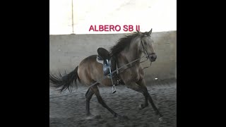 ALBERO SB II PRE Wallach gelding wwwandalusiercom [upl. by Haraf]