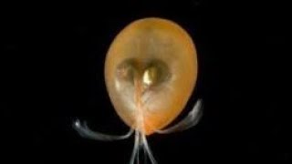 Facts Ostracods [upl. by Nnylsia741]