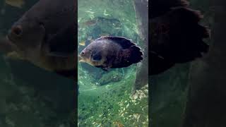 Curious fish in the CosmoCaixa Aquarium barcelona aquarium shorts [upl. by Winnifred556]