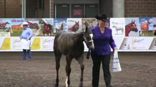 2014 Breeders Halter Futurity Experience [upl. by Oigufer]