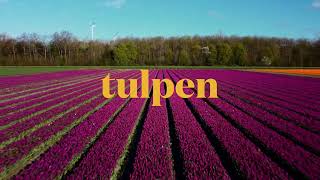 Tulpen 🌷 DJI Mini 2 [upl. by Idissak]