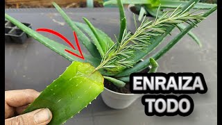 Enraizar cualquier planta con ALOE VERA truco casero muy efectivo │Candy Bu [upl. by Habeh335]