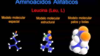 Aminoácidos Alifáticos Animación 3D [upl. by Elberta]