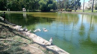 A Walk Around Codrington College In St John Barbados 🇧🇧2 [upl. by Alikahs]