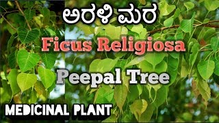 ಅರಳಿ ಮರ Peepal Tree Ficus Religiosa [upl. by Ahsil911]