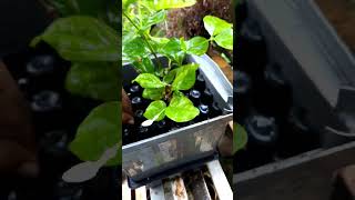 Hydroponic Jasmine farming gardening garden automatedfarm [upl. by Rayna585]