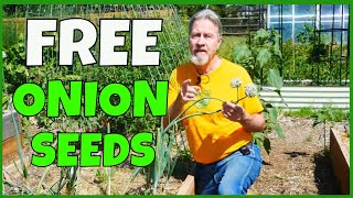 Never Buy Seeds Again  How to Collect Onion Seeds amp Chives [upl. by Ymmac]