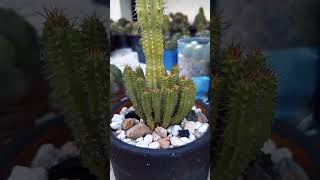 Cactus and succulents  Euphorbia Fruticosa [upl. by Anahpos]