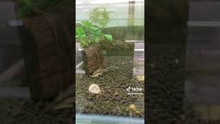 Otocinclus Catfish Planted Tank Cleaning Crew [upl. by Victoria555]