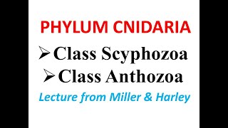 Phylum CnidariaClass Scyphozoa amp Class Anthozoa [upl. by Tiduj]