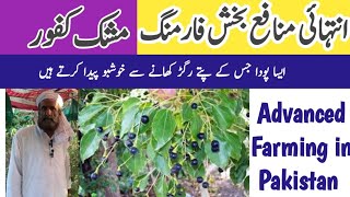 small business idea Mushk kafoor farming  Hi Profitable Business Musk Camphor Farming in Pakistan [upl. by Immaj]