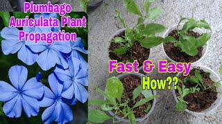 How to propagate Plumbago Auriculata from cuttings [upl. by Anivlac]