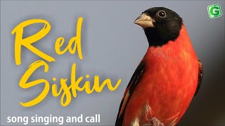 Red Siskin Singing And Call  Red Siskin Bird Chirping [upl. by Ainoet838]