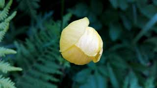 Trollius europaeus Globeflower [upl. by Patti]