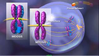 Meiosis  Plants and Animals [upl. by Bing836]