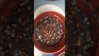 How to Germinate Annona  Rollinia Edulis Seeds [upl. by Serge]