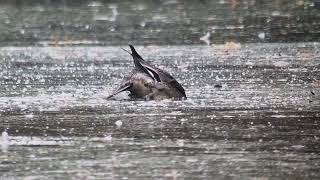 Pintails Little Marlow GP [upl. by Penelopa153]