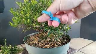 Making a Boxwood Bonsai Tree Harlandii Boxwood [upl. by Bowman]