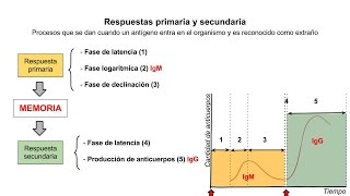 Inmunología 06  Respuestas primaria y secundaria [upl. by Ludmilla]