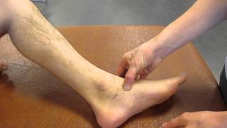 Navicular Tuberosity Ankle Palpation [upl. by Goda]