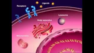 Introduction to Cancer Biology Part 1 Abnormal Signal Transduction [upl. by Citron148]