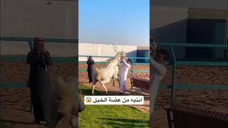 Mout ko dawaat dena arabianstallion horseracing trending arabianhorse animals crazyhorse [upl. by Knowling505]