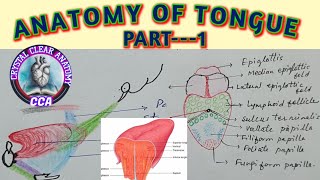 ANATOMY OF TONGUE Part 1 । TONGUE  External features and Papillae [upl. by Camel]