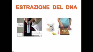 COSE IL TEST DEL DNA [upl. by Eicram]