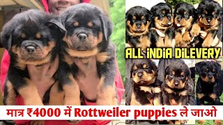 ₹4000 Only Rottweiler puppies cheapest price  All india dilevery  cheapest price dogs Rottweiler [upl. by Oconnor]