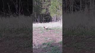 Ringnecked pheasant going about its business animals [upl. by Aeresed847]