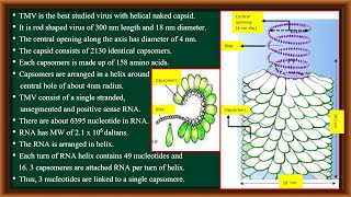 Structure of TMV [upl. by Niryt]