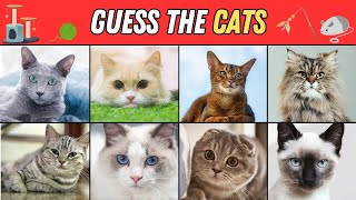 Guess the Cats  3 Seconds Animal Quiz  50 Cat Breeds [upl. by Allebram]