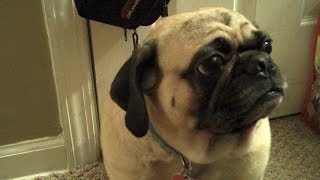 How to Clean and Care for Your Puggles Eyes [upl. by Enaid]