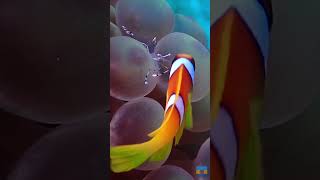 clown fish cleanup clownfish scubadiving redsea funny [upl. by Edroi874]