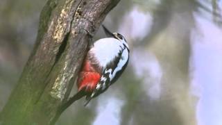 Great spotted Woodpecker drumming 300416 [upl. by Matthaeus]