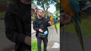 Funny macaw parrot parrot macawparrot ytshort [upl. by Ymor]