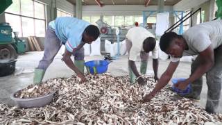 Transforming cassava peels into animal feed [upl. by Haggai893]