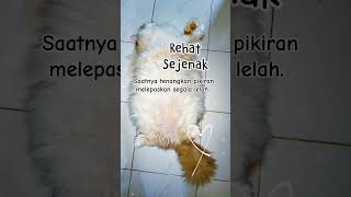 Kucing gembul tidur nyenyak Ga ada beban pikiran meraka [upl. by Hadias]