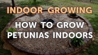 How to Grow Petunias Indoors [upl. by Araccot]