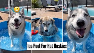 Huskies Get A Kiddie Pool Filled With Ice [upl. by Gem17]