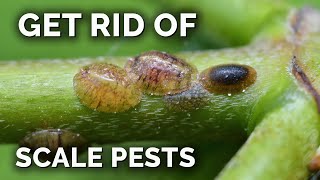 The COMPLETE Guide to Getting Rid of Scale Insects [upl. by Tuckie]